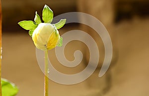 vistal boton plant calendula flower photo