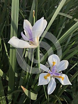 vistosas flores de un lirio. Dietes grandiflora photo