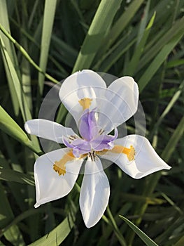 vistosas flores de un lirio. Dietes grandiflora photo