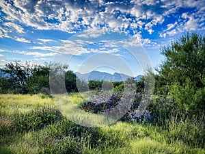 Vistoso Preserve Tucson Arizona USA