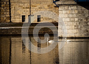 Vistula river, late afternoon - two white swans swimming in the river.