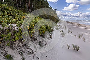 Vistula Spit beach, Baltic Sea in Poland