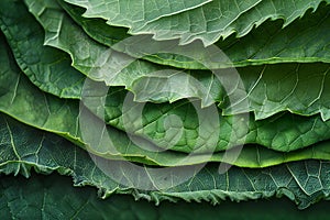 Visual a close up of a green leaf with several different layers