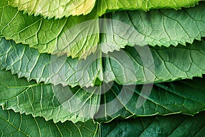 Visual a close up of a green leaf with several different layers
