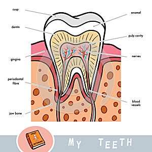 Visual dictionary for children about teeth. Educational poster about parts of tooth