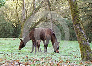 Visual error. Two brown horses are standing next to each other and eating