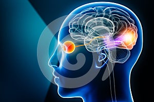 Visual pathway with eye, optic nerve and visual cortex 3D rendering illustration with copy space. Human brain and sensory system