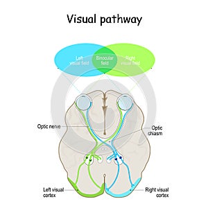 Visual pathway. Human`s brain with eyes, optic nerves, and visual cortex photo