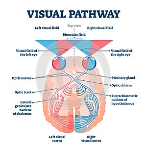 Visual pathway medical vector illustration diagram photo