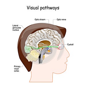 Visual Pathways and Optic nerve anatomy photo