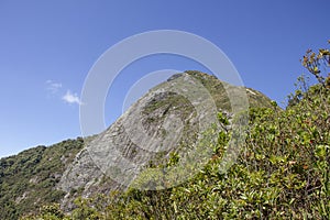 Visual paw woman`s bosom track in teresÃÂ³polis