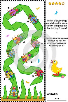 Visual puzzle with beetles and bugs