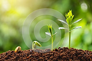 Stages of plant growth from seedling to young plant in sunlight