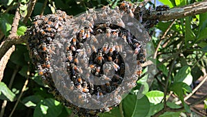 A swarm of bees on the hive photo