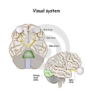 Visual system. Brain with optic nerve and Eyeball