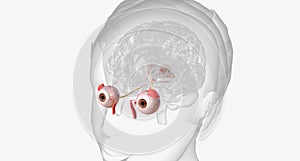 The visual system contains the eyes, optic nerves, optic tracts, and visual cortex