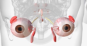 The visual system contains the eyes, optic nerves, optic tracts, and visual cortex