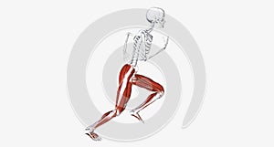 Visualization of the human skeleton and leg muscles while running