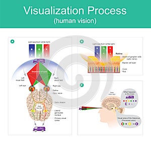 Visualization Process human vision. photo