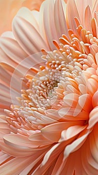 Visualize a closeup, macro shot of gerbera flowers, each detailed petal captured in the warm, soft hue of peach fuzz, creating a