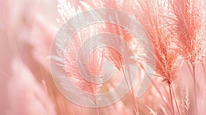 Visualize tall, growing pampas grass, each feathery stalk tinted in a delicate peach fuzz hue, contrasting beautifully against a