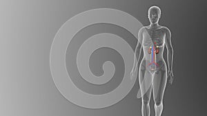 Visualizing the female Urinary system medical concept on black background