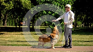 Visually impaired man giving command to guide dog training pet in park, cynology