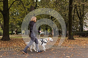 Visually impaired woman walking in park with a guide dog assistance photo