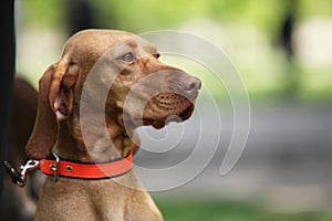 Viszla hunter dog portrait photo