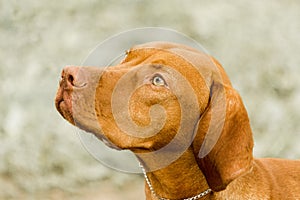 Viszla Show Dog looking up at its handler photo