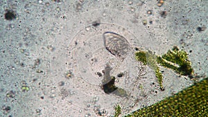 Vital activity of ciliate Stylonychia mytilus in the microcosm in the microscope