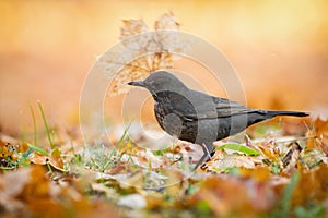 Vital common blackbird female throwing away orange leaf in autumn park