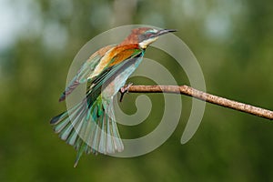 Vital european bee-eater, merops apiaster, landing with wings open wide in summer nature.