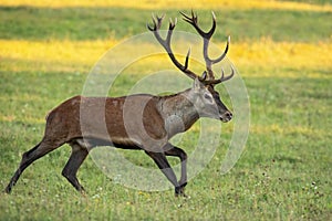 Vital red deer stag running on meadow in autumn nature.