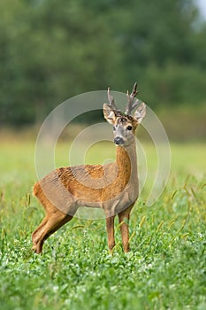 Vital roe deer male standing on field during the summer.