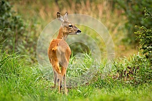 Vital roe deer in wilderness with green grass listening with interest.