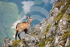 Vitálny tatranský kamzík lezúci po skalnatom svahu v horách
