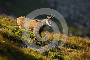 Vital tatra chamois looking down and walking on mountain meadow in summer