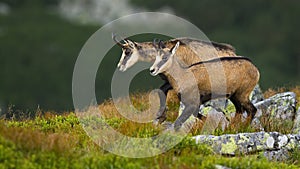 Vital tatra chamois walking on rocky slope in high altitude in summer nature.