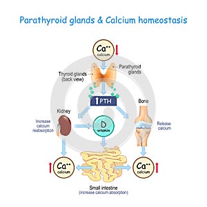 Vitamin D, and Calcium homeostasis. Parathormone PTH photo