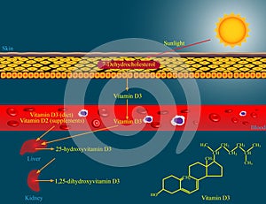 Vitamin D metabolism