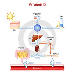 Vitamin D. Sources, metabolism and organs that regulate the level of calcium in the blood