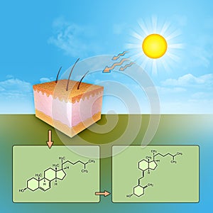 Vitamin D synthesis