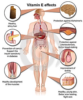 Vitamin e effects infographic 3d medical  illustration on white background