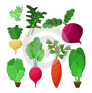 Vitaminic Vegetable Collection Color Vector Poster