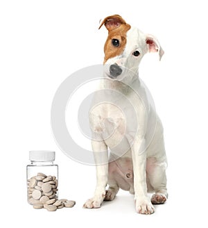 Vitamins for pets. Cute dog and bottle with pills on white background