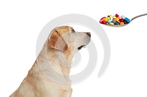 Vitamins for pets. Cute dog and spoon with different pills on white background