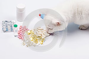 Vitamins or tablets for cat. Animal nutritional supplements on white.