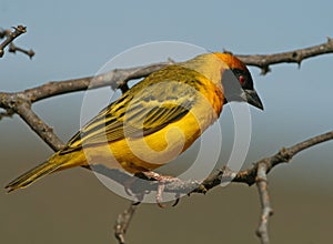 Vitelline masked weaver