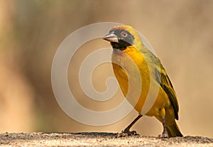 Vitelline masked weaver